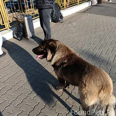 Найден большой пёс с ошейником, ЖД вокзал