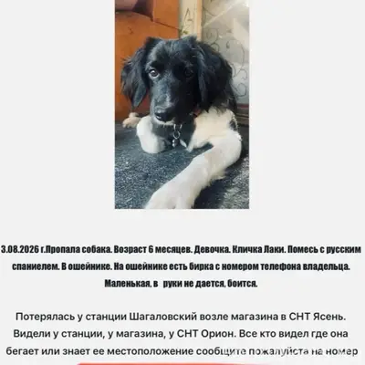 Пропала собака, Коченевский район