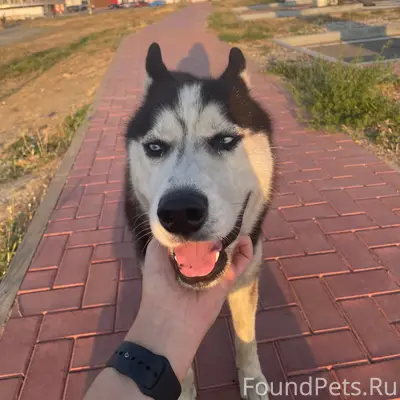 Найден хаски, АЗС Лукойл Близнецы