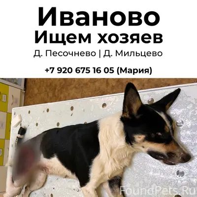 Найден раненый пёс, Песочнево-Мильцево, Иваново