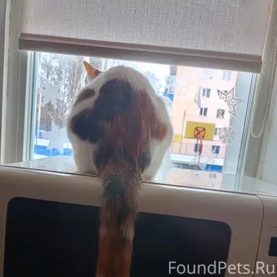 Пропала кошка, район Эльта