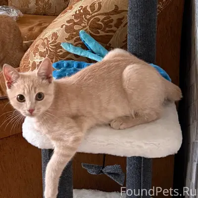 Пропал котёнок Кузя, улица Мира