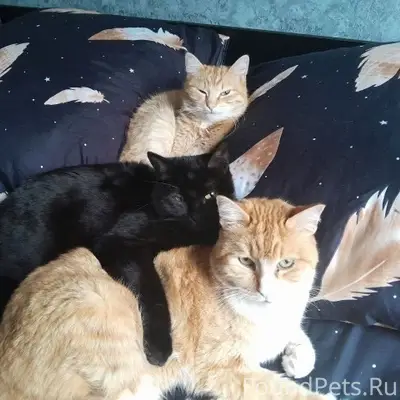 Пропала кошка Чуня, район ул. Новосёлов