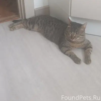 Найден кот, район М. Горького