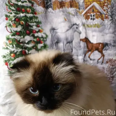 Пропала кошка окрас сиамский ,уши вислоухие 