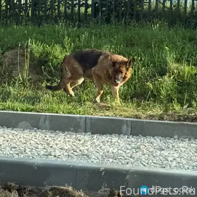 Пропала НЕМЕЦКАЯ ОВЧАРКА девочка