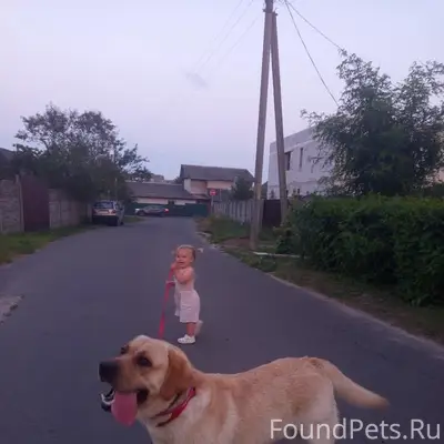 Пропал лабрадор, Сельмаш, Гомель