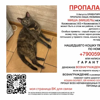 Пропала кошка, Липецк