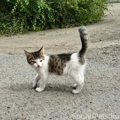 Найден котёнок