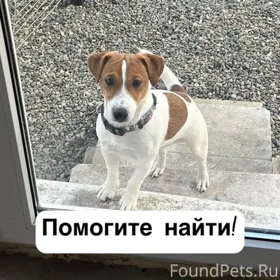 Пропал Джек Рассел Атом, снт «Виктория», Ставрополь