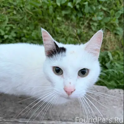 Найден кот, ул. Солнечная