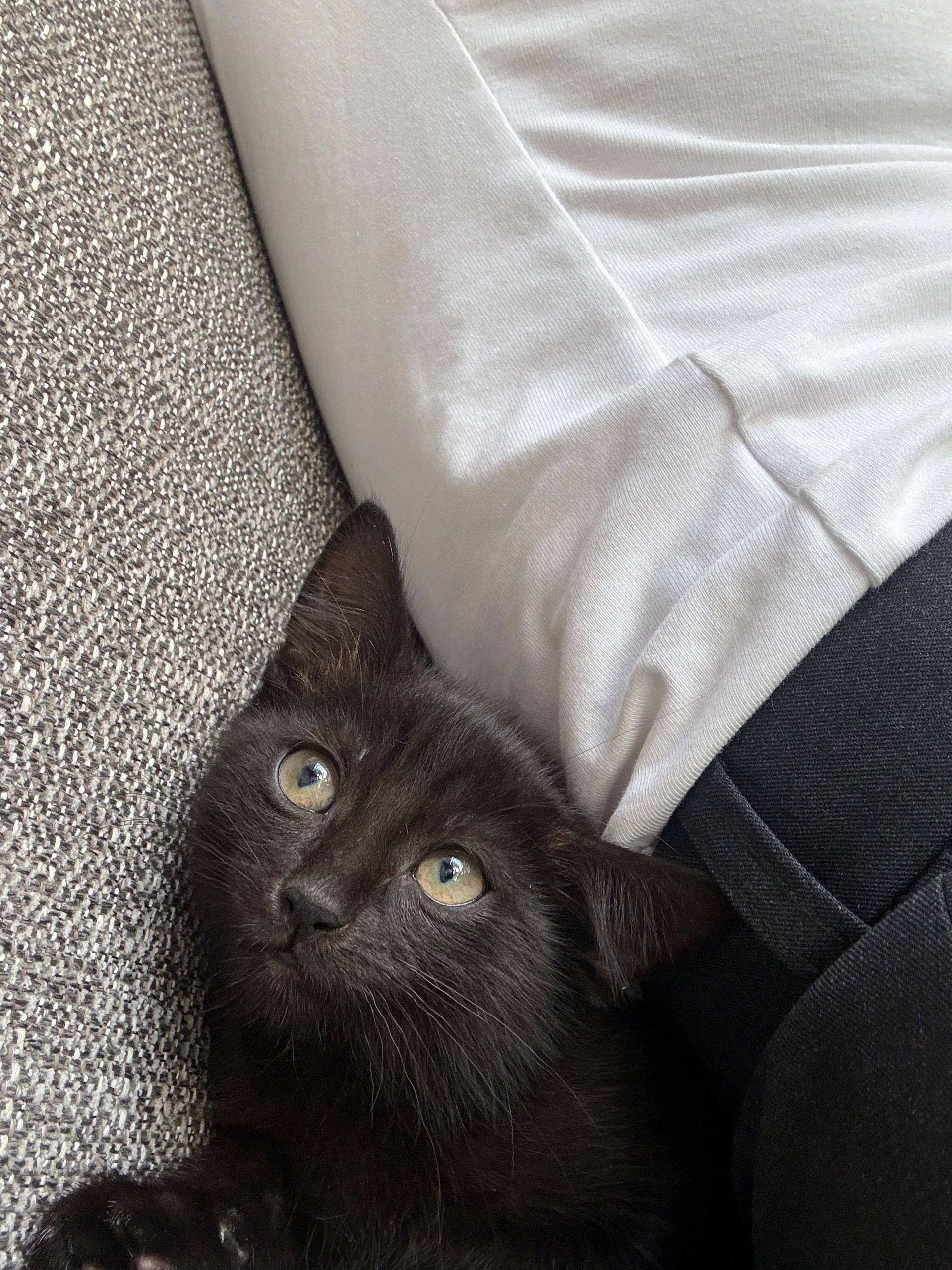 Найдена кошка, Бежицкий район