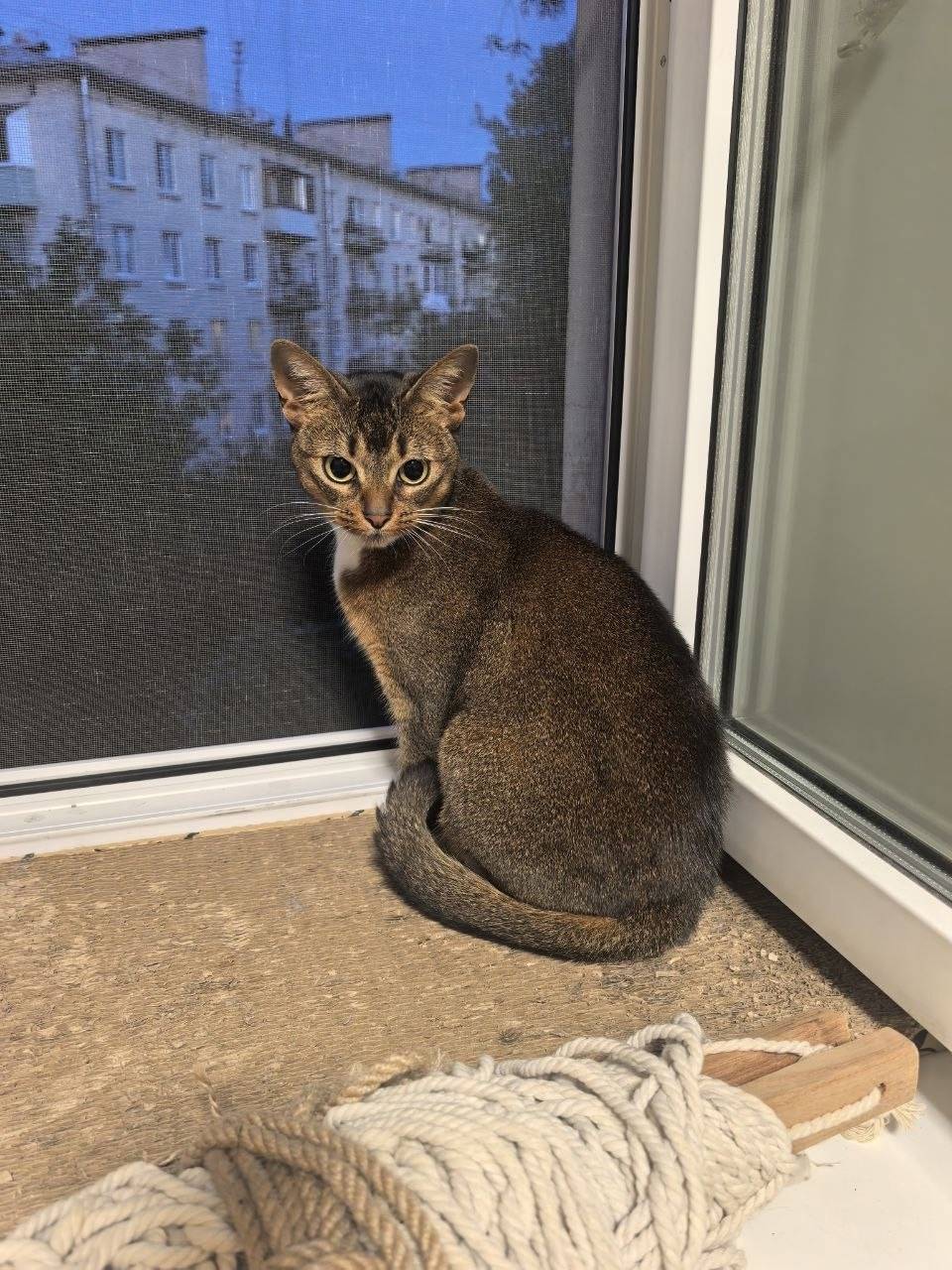 Найдена кошка, Невский р-он