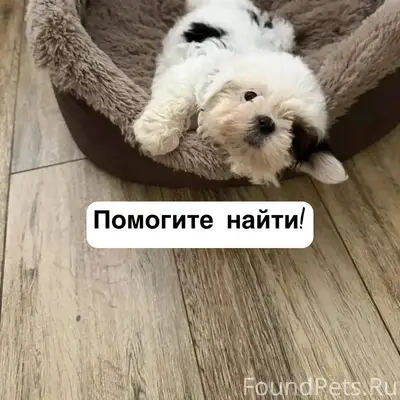 Пропал щенок ши-тцу, улица Ишкова 230, Михайловск