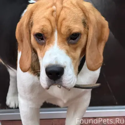 Найден бигль, Можайский район