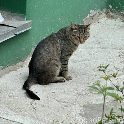 Пропал кот, Чебоксары