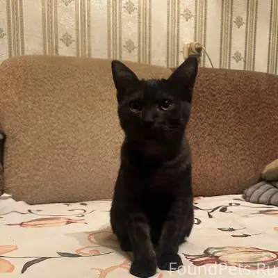 Найден котёнок на улице Дзержинского