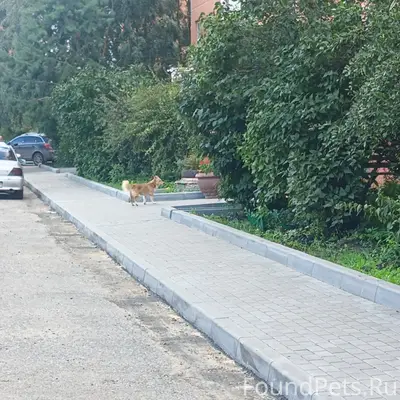 Найден рыжий с белым окрас пёс с ошейником, Завертяева