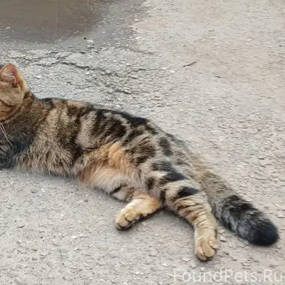 Пропала кошка Мурка, улица Артическая 4