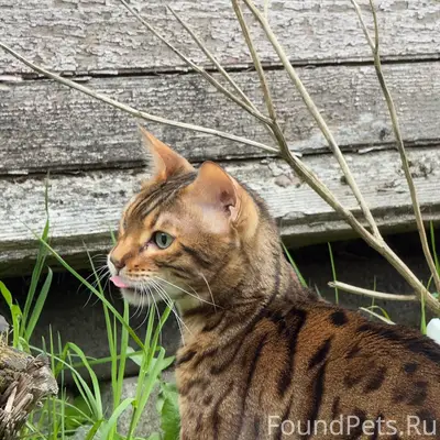 Пропал кот Лео, СНТ «Солнечная Полянка»