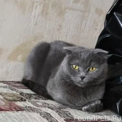 В Мытищах, на Тайнинской Зовут: Соня Возраст: 5 лет Небольшого роста: Среднего Небольшой хвост Густая, гладкошёрстная. Желтоватый цвет глаз Потерялась полгода назад, искали сами, повесили объявления. Серая вислоухая шотландка Пол: Кошка Ошейника нет 👤️ Хозяйку зовут: Света Контакты: 8 915 176 72 98 Телеграмм: @The_sleeping_artist