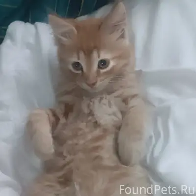 Пропал рыжий котёнок, Лен. Шоссе 53а