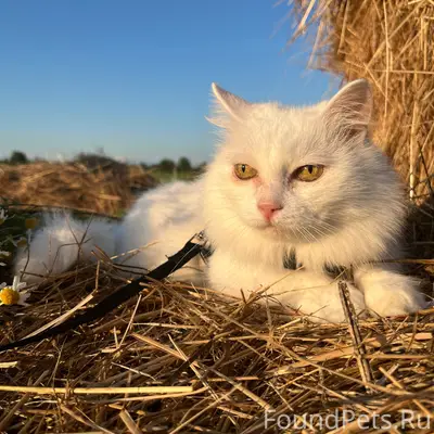 Пропала белая кошка Алиса, деревня Толстиково
