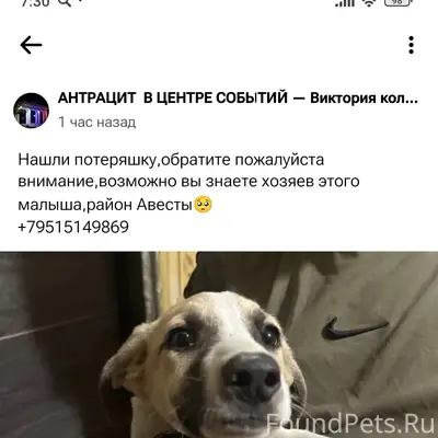 Найден щенок антрацитового окраса, в районе магазина 'Авеста'