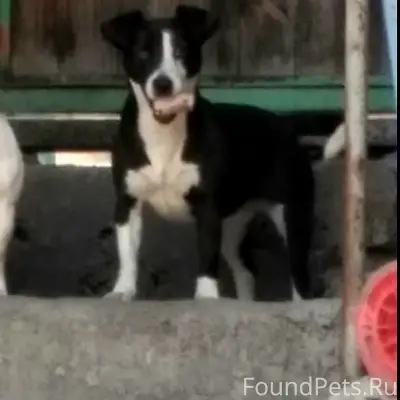 Пропала собака Боня