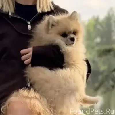 Пропала собака (шпиц), центр