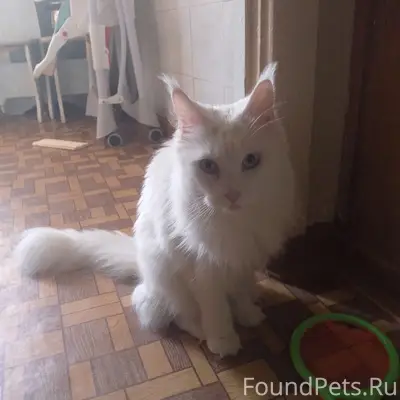 Найдена кошка мейн-кун, глухая, на Юбилейной