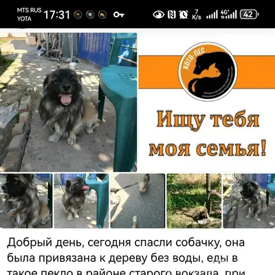 Пропала собака, без породы, [место не указано]