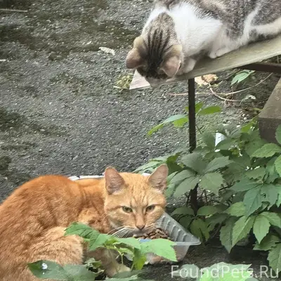 Найден рыжий кот