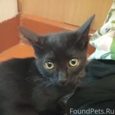Найден кот, Сормово