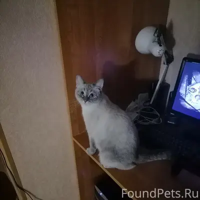 Пропала кошка Маруся, ул. Стройкова
