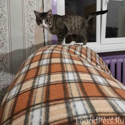 Пропал кот, район тюрьмы