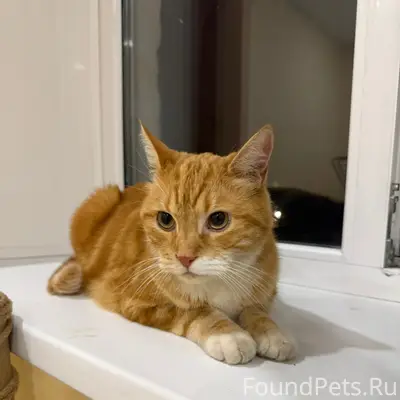 Найден кот, Пальмиро Тольятти 36/2