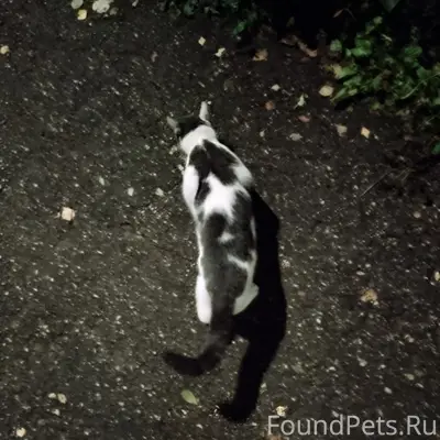Найден кот, Нижний Новгород, пр-т Ленина