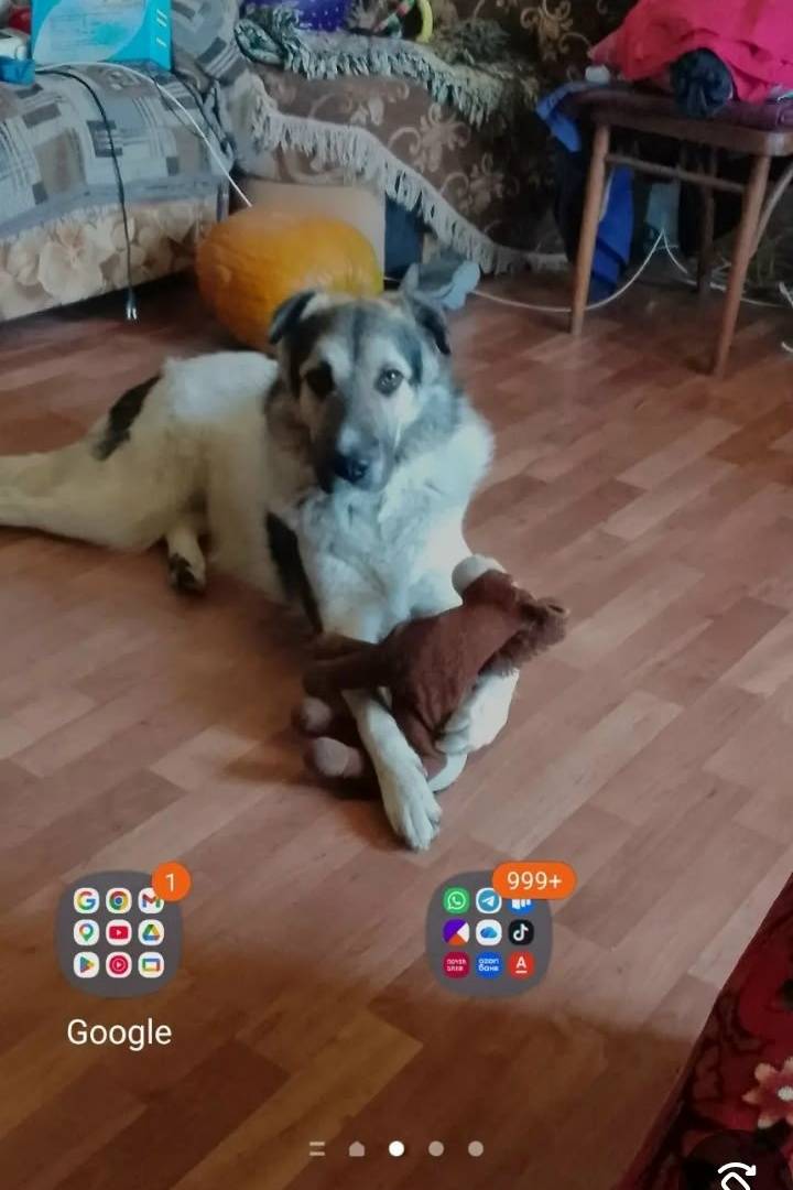 Пропала собака Люся, район высокогорья