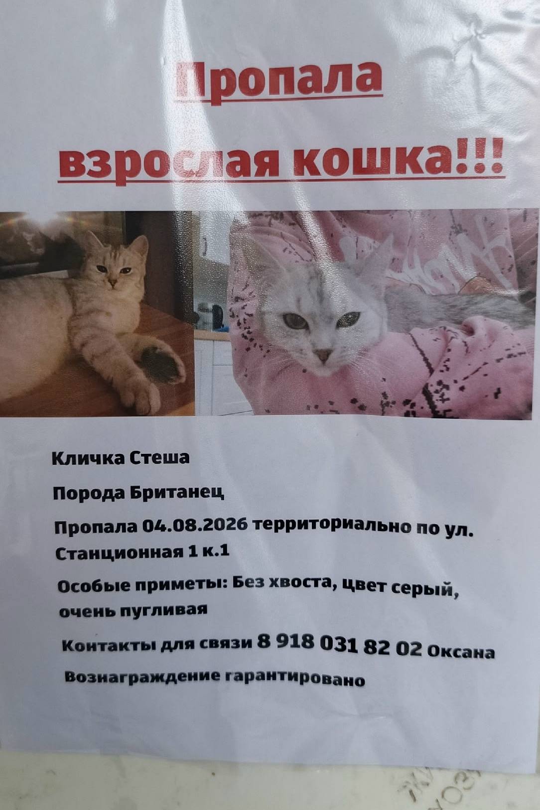 Пропала кошка, Шараповская
