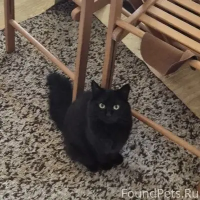 ПРОПАЛА КОШКА