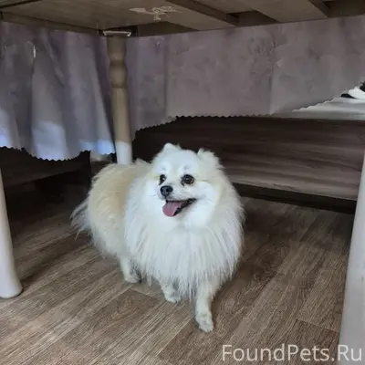 Найдена собака, Печаткино
