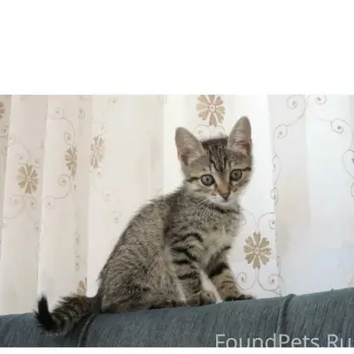 Пропал котёнок с синим ошейником, Первомайская/Лесная