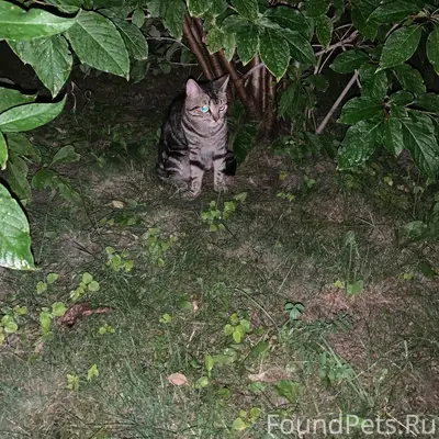 Найден кот, серый с чёрными полосками, Красноярск