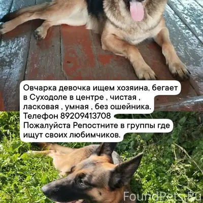 Найден тип собака, Суходол