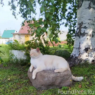 Пропал сиамский кот Семён, Уемляночка