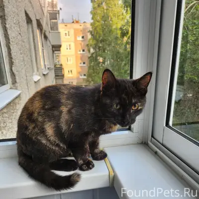 Найден котёнок, Кукковка, Петрозаводск
