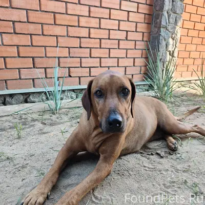 Найден собака, Кузнецкая улица