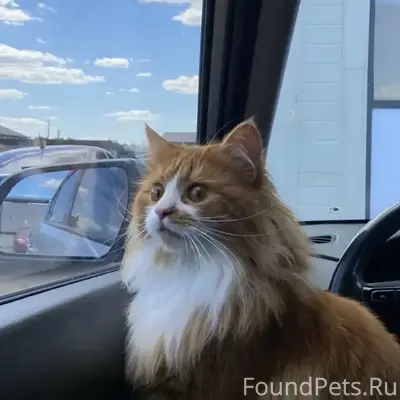 Пропал рыжий кот Актэпи, посёлок Борисково