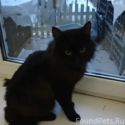 Найден кот, Томск